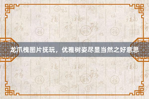 龙爪槐图片抚玩，优雅树姿尽显当然之好意思